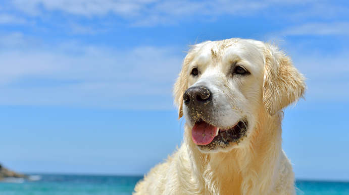 Hunde venlige strande Kroatien