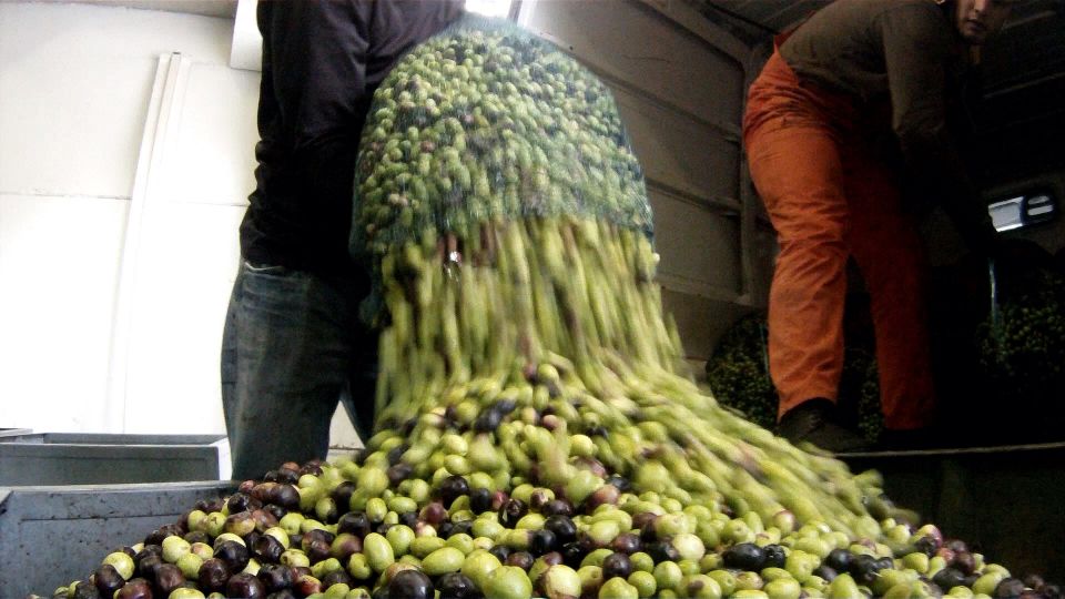 oliven-produktion