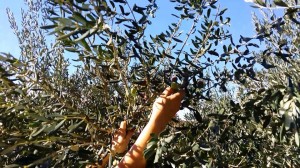 Oliven-plukning