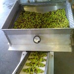 Oliven-produktion1